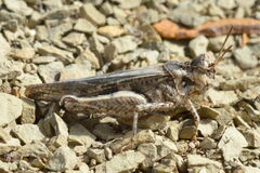 Acrotylus