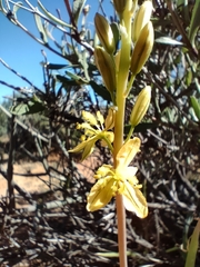 Bulbine praemorsa