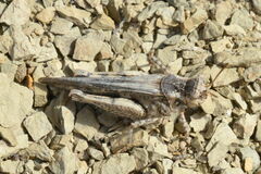 Acrotylus