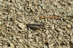 Acrotylus