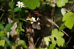 Ypthima multistriata