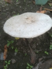 Amanita strobiliformis