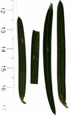 Lepidosaphes pallida