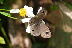 Ypthima multistriata