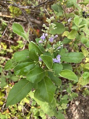 Vitex trifolia