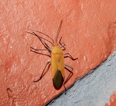 Leptocoris augur