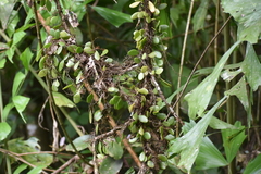 Lemmaphyllum microphyllum
