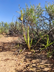 Bulbine praemorsa