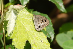 Ypthima multistriata