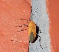 Leptocoris augur