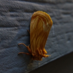 Cirrhophanus triangulifer