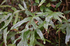 Polypodiaceae