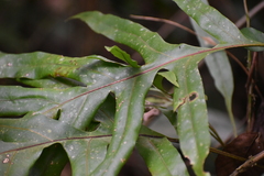 Polypodiaceae