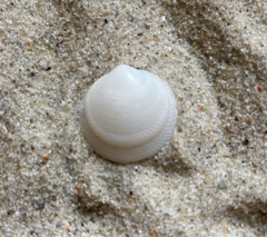 Divalinga quadrisulcata