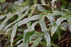 Polypodiaceae