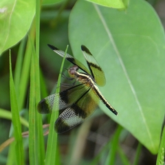 Neurothemis tullia