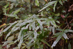 Polypodiaceae