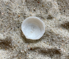 Divalinga quadrisulcata