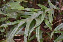 Polypodiaceae