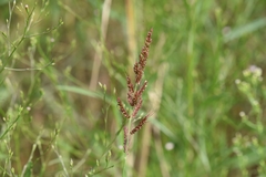 Echinochloa