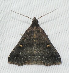 Tetanolita mynesalis