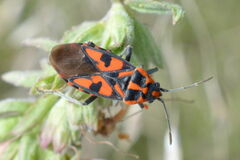 Spilostethus saxatilis