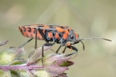 Spilostethus saxatilis
