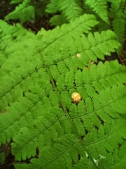 Calvia decemguttata