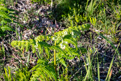Pteridium aquilinum capense