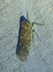 Fulgoridae
