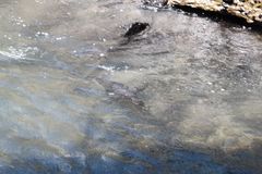 Spheniscus mendiculus