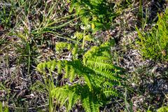 Pteridium aquilinum capense