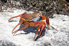 Grapsus grapsus