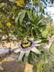 Passiflora caerulea