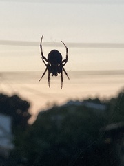 Araneinae