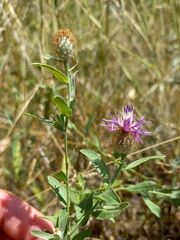 Centaurea trichocephala