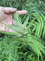 Pelazoneuron kunthii