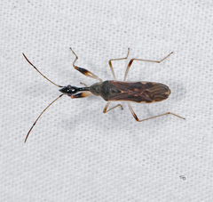 Myodocha serripes