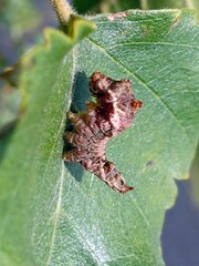 Falcaria lacertinaria