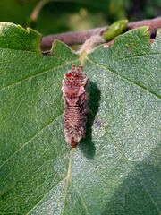 Falcaria lacertinaria