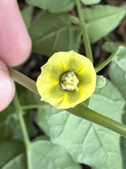 Physalis crassifolia