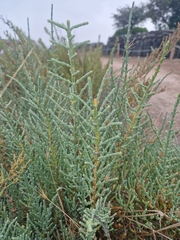 Arthrocaulon macrostachyum