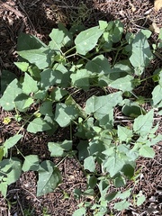 Physalis crassifolia
