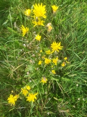 Crepis biennis