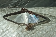 Diaphania hyalinata