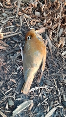 Hylocichla mustelina