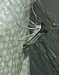 Diaphania hyalinata
