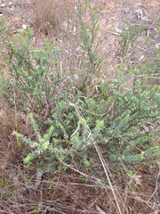 Melichrus urceolatus