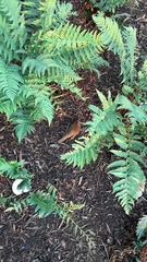 Hylocichla mustelina