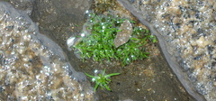 Sagina procumbens